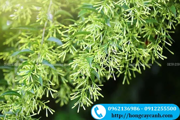 Khám Phá Hình Ảnh Và Đặc Điểm Hoa Dạ Hương (dạ Lý Hương) Dành Cho Người Yêu Hoa