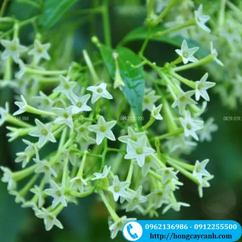 Khám Phá Hình Ảnh Và Đặc Điểm Hoa Dạ Hương (dạ Lý Hương) Dành Cho Người Yêu Hoa
