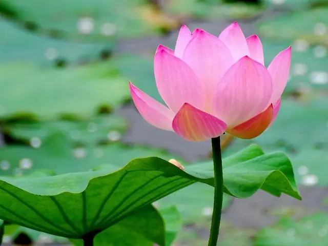 Khám Phá Hình Ảnh Đặc Trưng Của Việt Nam: Cảnh Đẹp Thiên Nhiên Và Biểu Tượng Văn Hóa Cho Du Khách