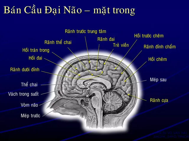 Xem Hình Ảnh Đại Não: Cấu Tạo, Vị Trí Và Chức Năng Giải Phẫu Cho Người Học Y Xem Hình Ảnh Đại Não: Cấu Tạo, Vị Trí Và Chức Năng Giải Phẫu Cho Người Học Y