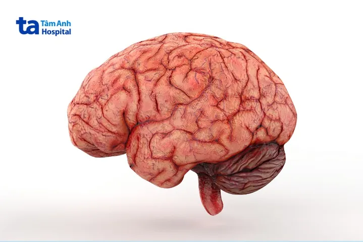 Xem Hình Ảnh Đại Não: Cấu Tạo, Vị Trí Và Chức Năng Giải Phẫu Cho Người Học Y Xem Hình Ảnh Đại Não: Cấu Tạo, Vị Trí Và Chức Năng Giải Phẫu Cho Người Học Y
