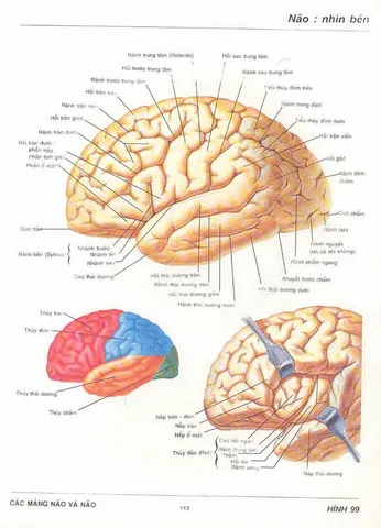 Xem Hình Ảnh Đại Não: Cấu Tạo, Vị Trí Và Chức Năng Giải Phẫu Cho Người Học Y Xem Hình Ảnh Đại Não: Cấu Tạo, Vị Trí Và Chức Năng Giải Phẫu Cho Người Học Y