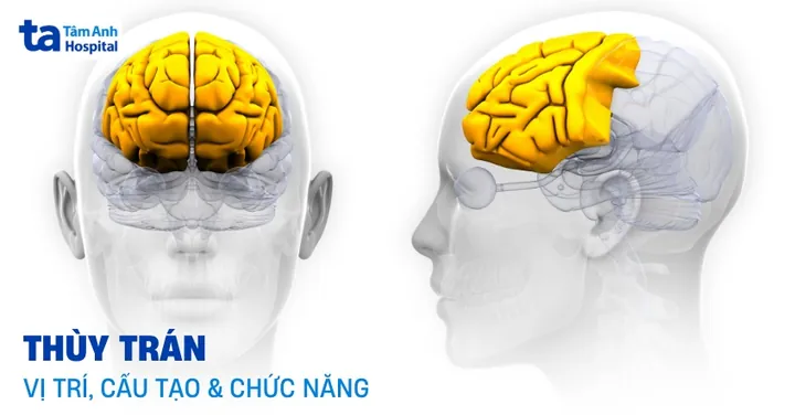 Xem Hình Ảnh Đại Não: Cấu Tạo, Vị Trí Và Chức Năng Giải Phẫu Cho Người Học Y Xem Hình Ảnh Đại Não: Cấu Tạo, Vị Trí Và Chức Năng Giải Phẫu Cho Người Học Y