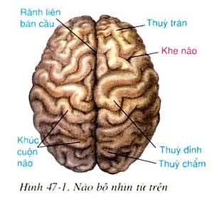 Xem Hình Ảnh Đại Não: Cấu Tạo, Vị Trí Và Chức Năng Giải Phẫu Cho Người Học Y Xem Hình Ảnh Đại Não: Cấu Tạo, Vị Trí Và Chức Năng Giải Phẫu Cho Người Học Y