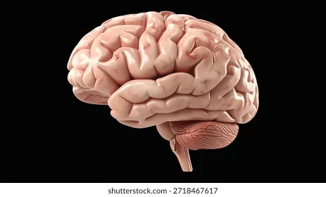 Xem Hình Ảnh Đại Não: Cấu Tạo, Vị Trí Và Chức Năng Giải Phẫu Cho Người Học Y Xem Hình Ảnh Đại Não: Cấu Tạo, Vị Trí Và Chức Năng Giải Phẫu Cho Người Học Y