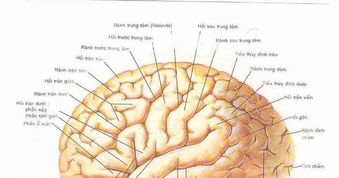 Xem Hình Ảnh Đại Não: Cấu Tạo, Vị Trí Và Chức Năng Giải Phẫu Cho Người Học Y Xem Hình Ảnh Đại Não: Cấu Tạo, Vị Trí Và Chức Năng Giải Phẫu Cho Người Học Y
