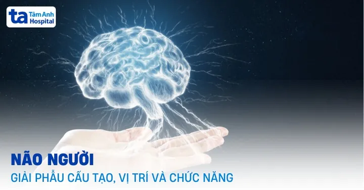 Xem Hình Ảnh Đại Não: Cấu Tạo, Vị Trí Và Chức Năng Giải Phẫu Cho Người Học Y Xem Hình Ảnh Đại Não: Cấu Tạo, Vị Trí Và Chức Năng Giải Phẫu Cho Người Học Y