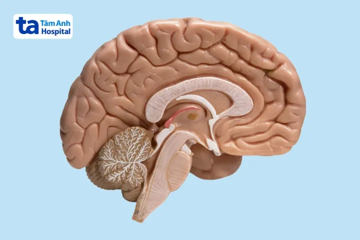 Xem Hình Ảnh Đại Não: Cấu Tạo, Vị Trí Và Chức Năng Giải Phẫu Cho Người Học Y Xem Hình Ảnh Đại Não: Cấu Tạo, Vị Trí Và Chức Năng Giải Phẫu Cho Người Học Y