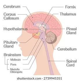 Xem Hình Ảnh Đại Não: Cấu Tạo, Vị Trí Và Chức Năng Giải Phẫu Cho Người Học Y Xem Hình Ảnh Đại Não: Cấu Tạo, Vị Trí Và Chức Năng Giải Phẫu Cho Người Học Y