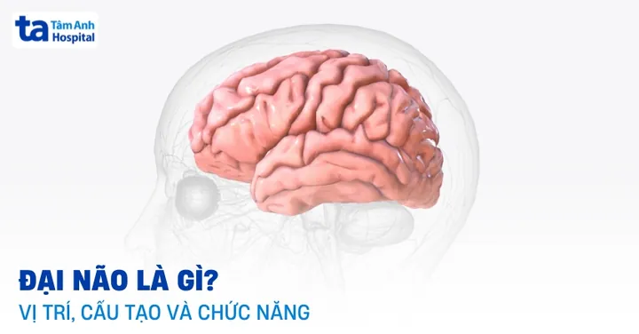 Xem Hình Ảnh Đại Não: Cấu Tạo, Vị Trí Và Chức Năng Giải Phẫu Cho Người Học Y Xem Hình Ảnh Đại Não: Cấu Tạo, Vị Trí Và Chức Năng Giải Phẫu Cho Người Học Y