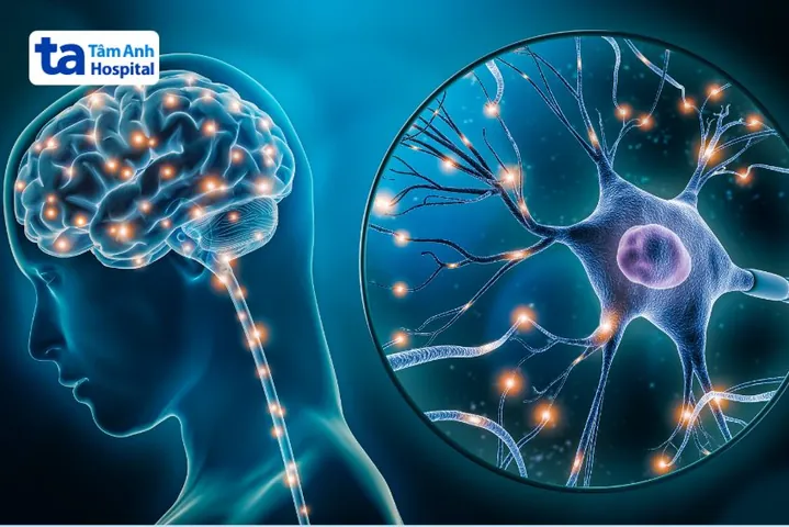 Xem Hình Ảnh Đại Não: Cấu Tạo, Vị Trí Và Chức Năng Giải Phẫu Cho Người Học Y Xem Hình Ảnh Đại Não: Cấu Tạo, Vị Trí Và Chức Năng Giải Phẫu Cho Người Học Y