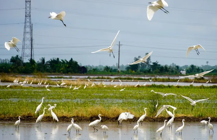 Khám Phá Hình Ảnh Đàn Cò Đẹp Và Ý Nghĩa Trong Đời Sống Người Việt Khám Phá Hình Ảnh Đàn Cò Đẹp Và Ý Nghĩa Trong Đời Sống Người Việt