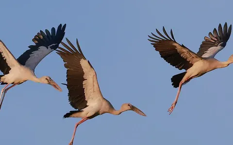 Khám Phá Hình Ảnh Đàn Cò Đẹp Và Ý Nghĩa Trong Đời Sống Người Việt Khám Phá Hình Ảnh Đàn Cò Đẹp Và Ý Nghĩa Trong Đời Sống Người Việt