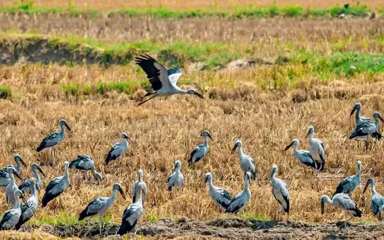 Khám Phá Hình Ảnh Đàn Cò Đẹp Và Ý Nghĩa Trong Đời Sống Người Việt Khám Phá Hình Ảnh Đàn Cò Đẹp Và Ý Nghĩa Trong Đời Sống Người Việt