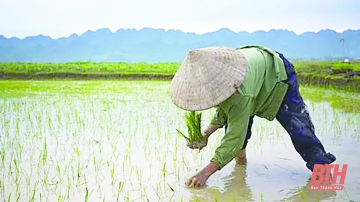 Tải Và Sử Dụng Hình Ảnh Đi Cày (trâu Cày, Người Nông Dân Cày Ruộng) Cho Designer Việt Nam Tải Và Sử Dụng Hình Ảnh Đi Cày (trâu Cày, Người Nông Dân Cày Ruộng) Cho Designer Việt Nam