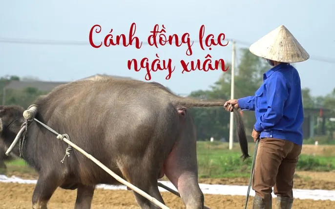 Tải Và Sử Dụng Hình Ảnh Đi Cày (trâu Cày, Người Nông Dân Cày Ruộng) Cho Designer Việt Nam Tải Và Sử Dụng Hình Ảnh Đi Cày (trâu Cày, Người Nông Dân Cày Ruộng) Cho Designer Việt Nam