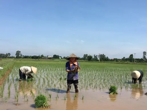 Tải Và Sử Dụng Hình Ảnh Đi Cày (trâu Cày, Người Nông Dân Cày Ruộng) Cho Designer Việt Nam Tải Và Sử Dụng Hình Ảnh Đi Cày (trâu Cày, Người Nông Dân Cày Ruộng) Cho Designer Việt Nam