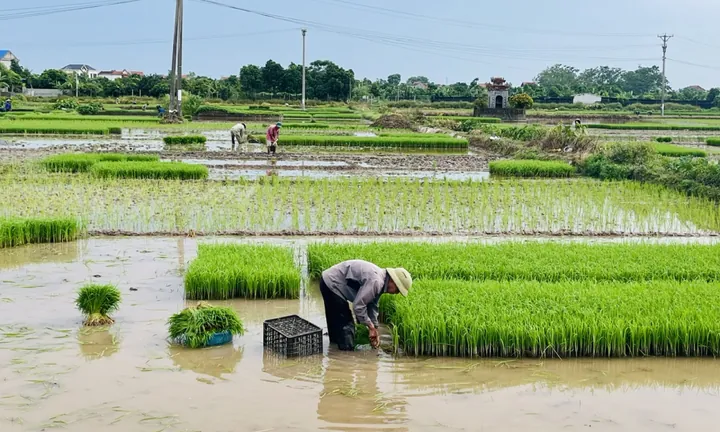 Tải Và Sử Dụng Hình Ảnh Đi Cày (trâu Cày, Người Nông Dân Cày Ruộng) Cho Designer Việt Nam Tải Và Sử Dụng Hình Ảnh Đi Cày (trâu Cày, Người Nông Dân Cày Ruộng) Cho Designer Việt Nam