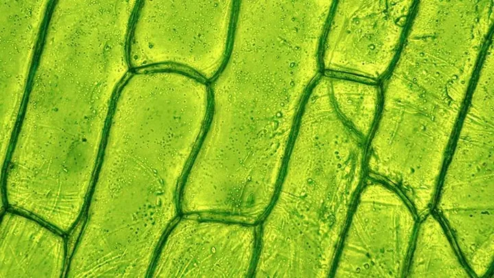 Tải Hình Ảnh Diệp Lục (chlorophyll) Ý Nghĩa Sinh Học Cho Nhà Thiết Kế
