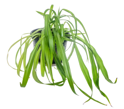 Tải Hình Ảnh Diệp Lục (chlorophyll) Ý Nghĩa Sinh Học Cho Nhà Thiết Kế
