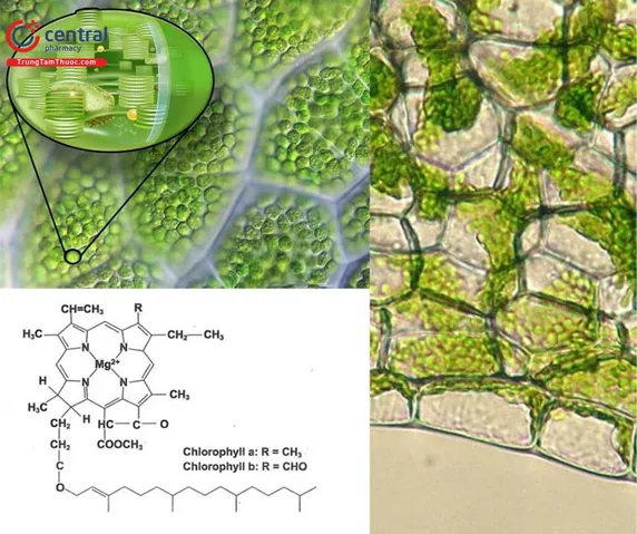 Tải Hình Ảnh Diệp Lục (chlorophyll) Ý Nghĩa Sinh Học Cho Nhà Thiết Kế