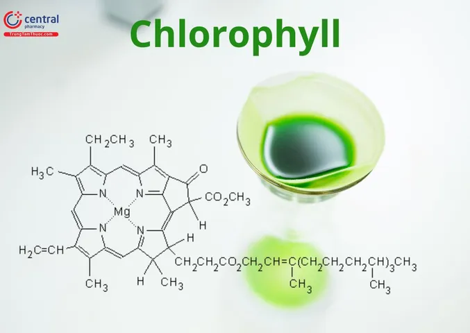 Tải Hình Ảnh Diệp Lục (chlorophyll) Ý Nghĩa Sinh Học Cho Nhà Thiết Kế
