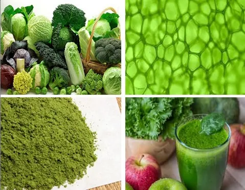 Tải Hình Ảnh Diệp Lục (chlorophyll) Ý Nghĩa Sinh Học Cho Nhà Thiết Kế