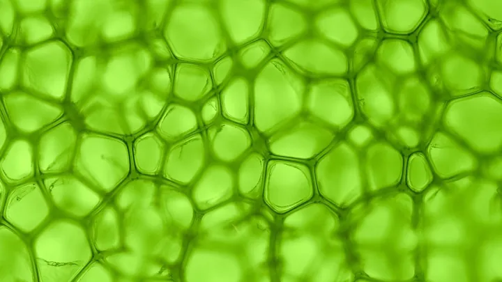 Tải Hình Ảnh Diệp Lục (chlorophyll) Ý Nghĩa Sinh Học Cho Nhà Thiết Kế