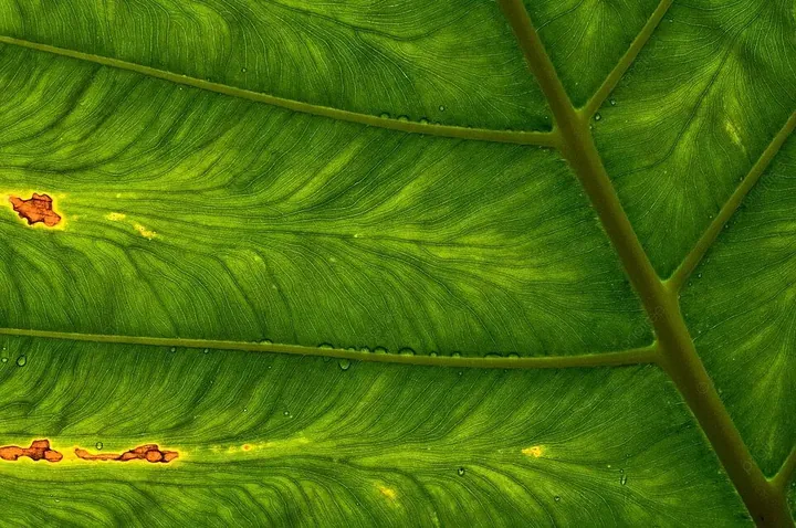 Tải Hình Ảnh Diệp Lục (chlorophyll) Ý Nghĩa Sinh Học Cho Nhà Thiết Kế
