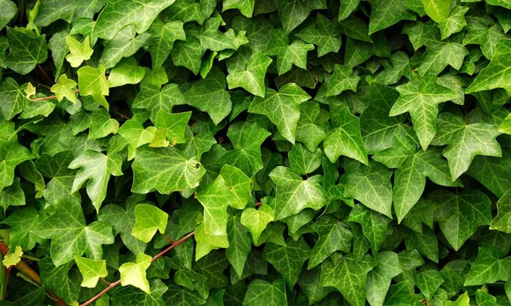 Tải Hình Ảnh Diệp Lục (chlorophyll) Ý Nghĩa Sinh Học Cho Nhà Thiết Kế