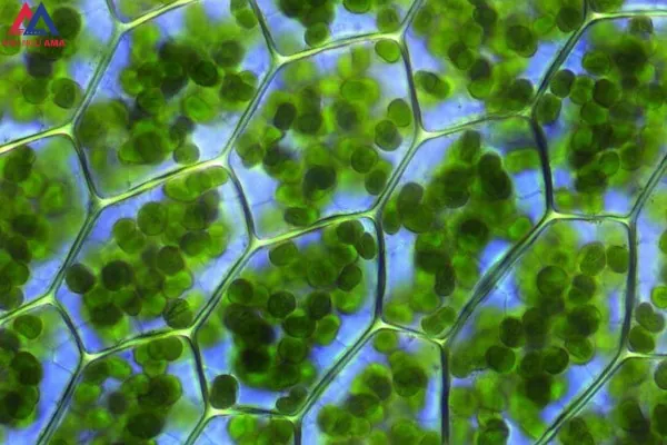 Tải Hình Ảnh Diệp Lục (chlorophyll) Ý Nghĩa Sinh Học Cho Nhà Thiết Kế