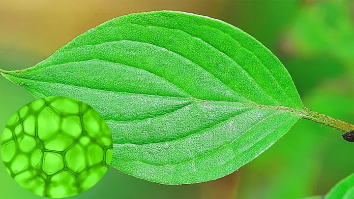 Tải Hình Ảnh Diệp Lục (chlorophyll) Ý Nghĩa Sinh Học Cho Nhà Thiết Kế