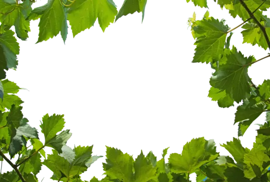 Tải Hình Ảnh Diệp Lục (chlorophyll) Ý Nghĩa Sinh Học Cho Nhà Thiết Kế