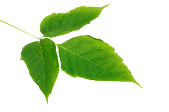 Tải Hình Ảnh Diệp Lục (chlorophyll) Ý Nghĩa Sinh Học Cho Nhà Thiết Kế