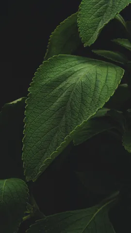 Tải Hình Ảnh Diệp Lục (chlorophyll) Ý Nghĩa Sinh Học Cho Nhà Thiết Kế