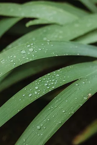 Tải Hình Ảnh Diệp Lục (chlorophyll) Ý Nghĩa Sinh Học Cho Nhà Thiết Kế