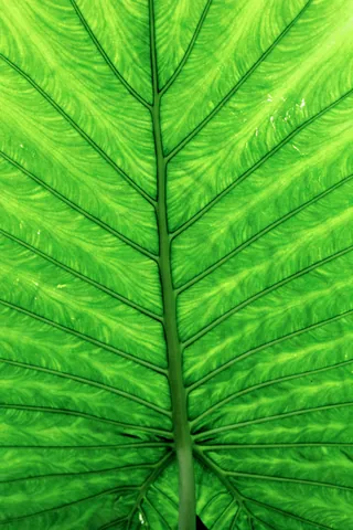 Tải Hình Ảnh Diệp Lục (chlorophyll) Ý Nghĩa Sinh Học Cho Nhà Thiết Kế
