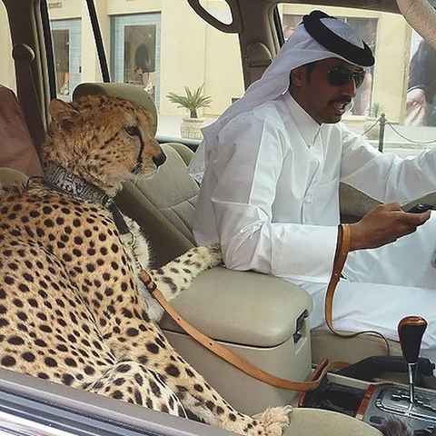 Tải Ngay Bộ Sưu Tập Hình Ảnh Dubai Đẹp Nhất: Hướng Dẫn Tìm Kiếm, Tải Về & Sử Dụng Miễn Phí Cho Người Yêu Du Lịch & Thiết Kế (2026)