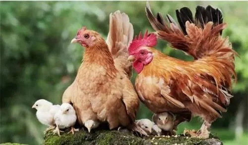 Tải Xuống Hình Ảnh Gà Gáy Miễn Phí Cho Nhà Thiết Kế Kèm Hình Nền Gà Trống Tải Xuống Hình Ảnh Gà Gáy Miễn Phí Cho Nhà Thiết Kế Kèm Hình Nền Gà Trống