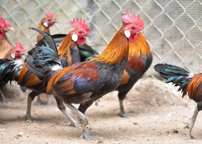 Chiêm Ngưỡng Hình Ảnh Gà Rừng Đẹp Và Cách Nhận Biết Các Loài Cho Người Yêu Thiên Nhiên Chiêm Ngưỡng Hình Ảnh Gà Rừng Đẹp Và Cách Nhận Biết Các Loài Cho Người Yêu Thiên Nhiên