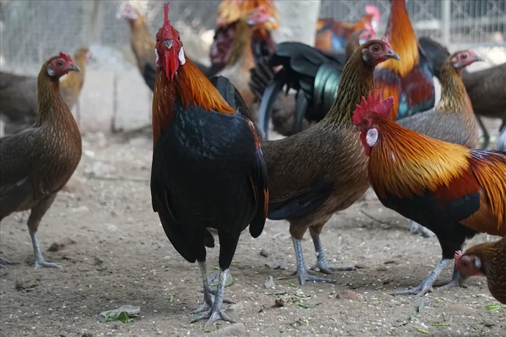 Chiêm Ngưỡng Hình Ảnh Gà Rừng Đẹp Và Cách Nhận Biết Các Loài Cho Người Yêu Thiên Nhiên Chiêm Ngưỡng Hình Ảnh Gà Rừng Đẹp Và Cách Nhận Biết Các Loài Cho Người Yêu Thiên Nhiên