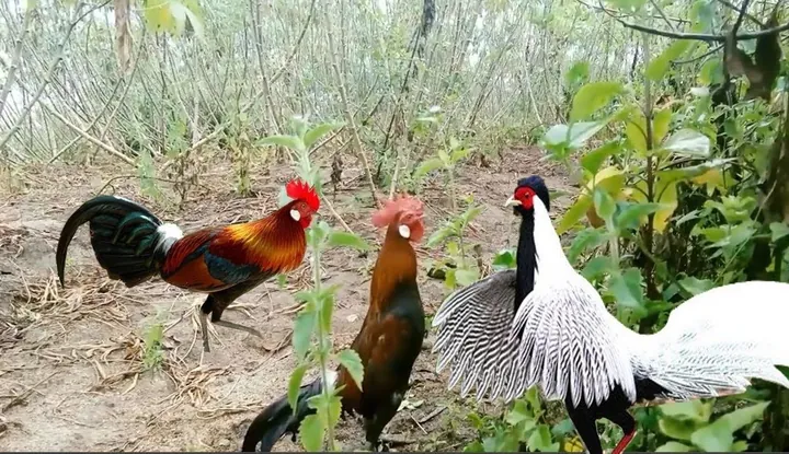 Chiêm Ngưỡng Hình Ảnh Gà Rừng Đẹp Và Cách Nhận Biết Các Loài Cho Người Yêu Thiên Nhiên Chiêm Ngưỡng Hình Ảnh Gà Rừng Đẹp Và Cách Nhận Biết Các Loài Cho Người Yêu Thiên Nhiên