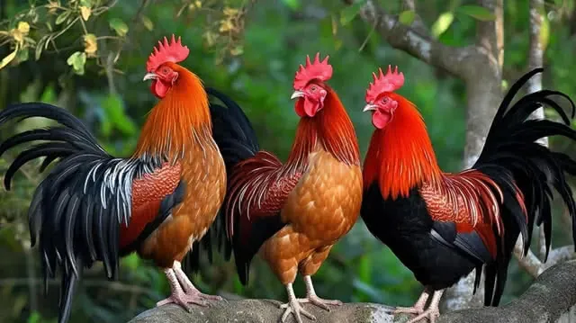 Chiêm Ngưỡng Hình Ảnh Gà Rừng Đẹp Và Cách Nhận Biết Các Loài Cho Người Yêu Thiên Nhiên Chiêm Ngưỡng Hình Ảnh Gà Rừng Đẹp Và Cách Nhận Biết Các Loài Cho Người Yêu Thiên Nhiên