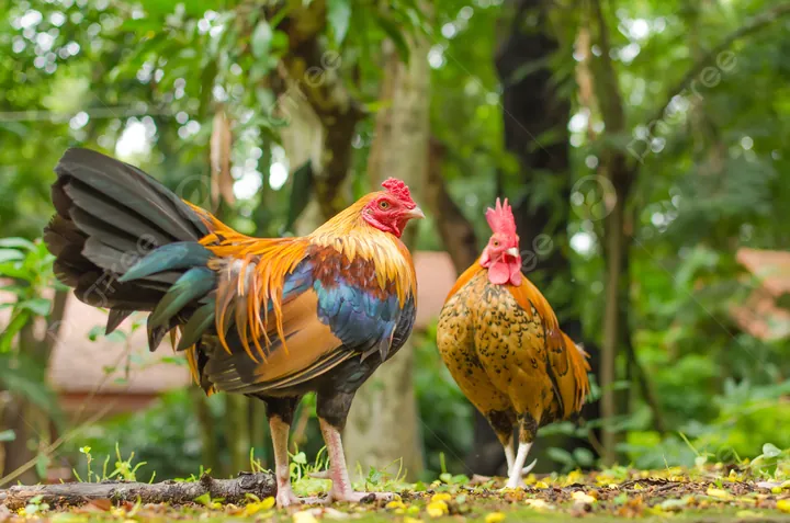 Chiêm Ngưỡng Hình Ảnh Gà Rừng Đẹp Và Cách Nhận Biết Các Loài Cho Người Yêu Thiên Nhiên Chiêm Ngưỡng Hình Ảnh Gà Rừng Đẹp Và Cách Nhận Biết Các Loài Cho Người Yêu Thiên Nhiên