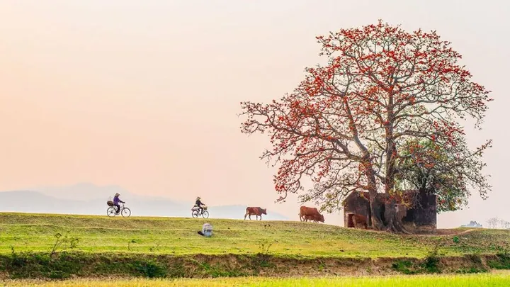 Chiêm Ngưỡng Hình Ảnh Gạo Quê Mộc Mạc: Tổng Hợp Vẻ Đẹp Hoa Mộc Miên Cho Người Yêu Làng Quê Chiêm Ngưỡng Hình Ảnh Gạo Quê Mộc Mạc: Tổng Hợp Vẻ Đẹp Hoa Mộc Miên Cho Người Yêu Làng Quê