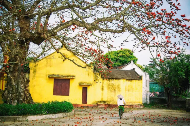 Chiêm Ngưỡng Hình Ảnh Gạo Quê Mộc Mạc: Tổng Hợp Vẻ Đẹp Hoa Mộc Miên Cho Người Yêu Làng Quê Chiêm Ngưỡng Hình Ảnh Gạo Quê Mộc Mạc: Tổng Hợp Vẻ Đẹp Hoa Mộc Miên Cho Người Yêu Làng Quê