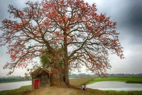 Chiêm Ngưỡng Hình Ảnh Gạo Quê Mộc Mạc: Tổng Hợp Vẻ Đẹp Hoa Mộc Miên Cho Người Yêu Làng Quê Chiêm Ngưỡng Hình Ảnh Gạo Quê Mộc Mạc: Tổng Hợp Vẻ Đẹp Hoa Mộc Miên Cho Người Yêu Làng Quê