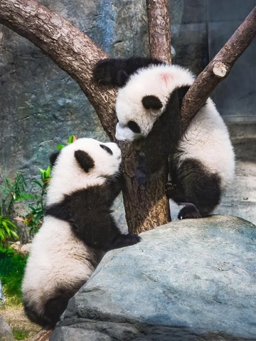 Hình Ảnh Gàu: Nhận Diện, Phân Biệt & Xử Lý Nhanh Chóng Cho Người Mắc Đầu Hình Ảnh Gàu: Nhận Diện, Phân Biệt & Xử Lý Nhanh Chóng Cho Người Mắc Đầu