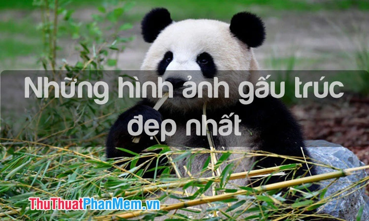 Hình Ảnh Gàu: Nhận Diện, Phân Biệt & Xử Lý Nhanh Chóng Cho Người Mắc Đầu Hình Ảnh Gàu: Nhận Diện, Phân Biệt & Xử Lý Nhanh Chóng Cho Người Mắc Đầu