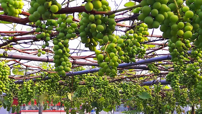Tải Xuống Và Tham Khảo Hình Ảnh Giàn Nho Đẹp, Mẫu Cây Nho Leo Giàn Cho Sân Thượng, Ban Công